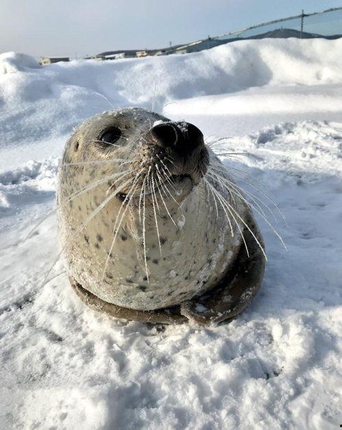 娱乐吃瓜君海豹,揭秘娱乐圈幕后故事